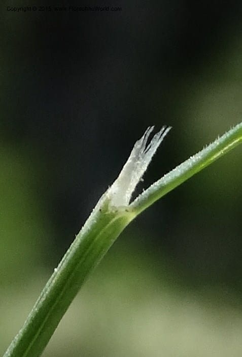 Sporobolus, Davidson, C 12579--Idaho. Valley Co. Lick Cr. Summit. 14 Jul 2014.  (131).JPG