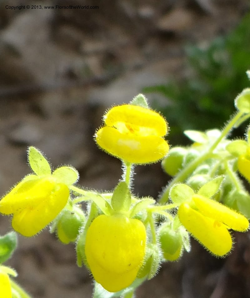 Calceolaria, WDS 34221--Chile. Cta 115. 11.5 km W of La Laguna. 22 Feb 2013. DSC02736 (41).JPG
