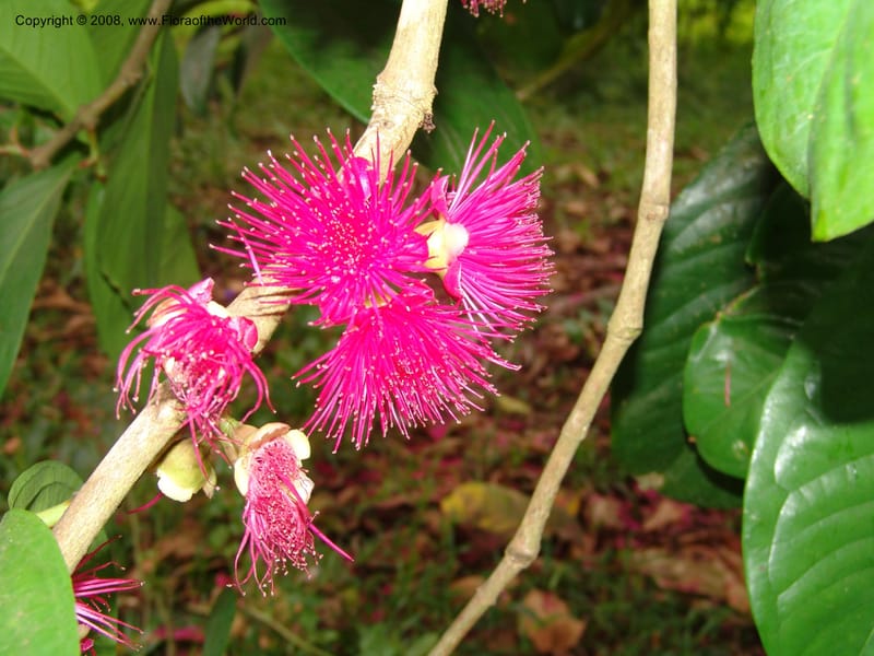 Syzygium malaccense--Tanzania. Zanzibar. Bungi to Jozani Forest Rd. 17 Jul 04. 001.jpg