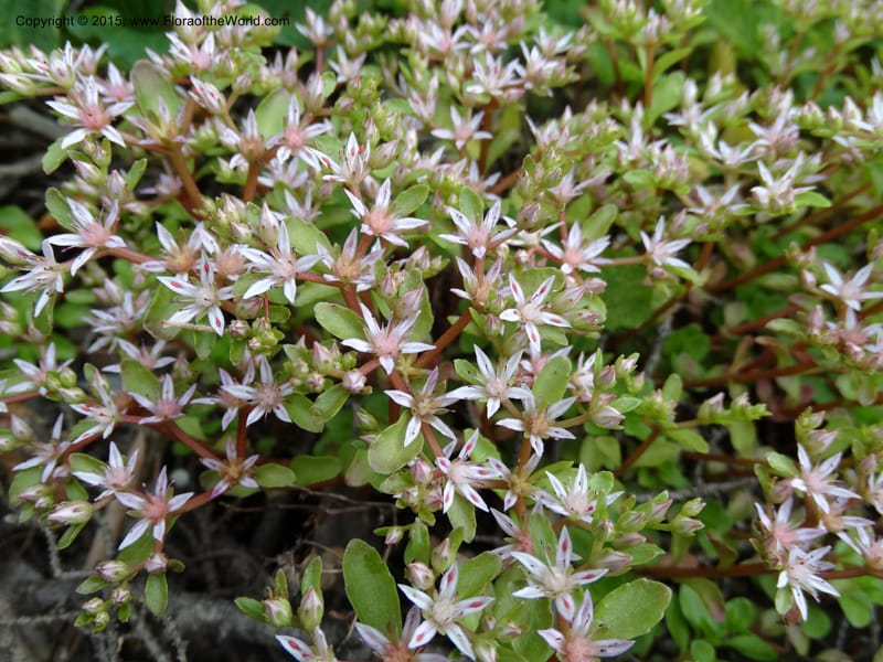 Sedum stoloniferum, Davidson, C 12504--Georgia (Caucasus). Koslitavi, branch of Merisi Gorge. 11 Jun 2014. DSC08456 (425).JPG