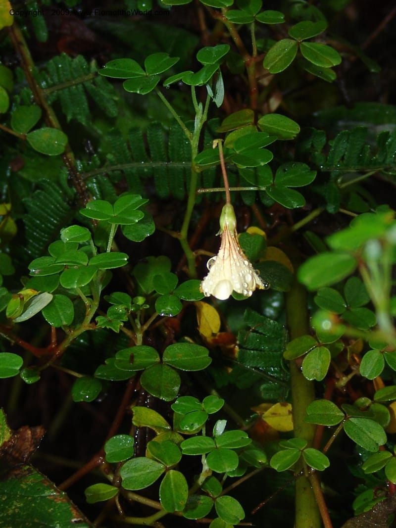 Oxalis, Croat94379--Ecuador. Prov. Pichincha. Reserva Bellavista. 9 Feb 05.  083.jpg