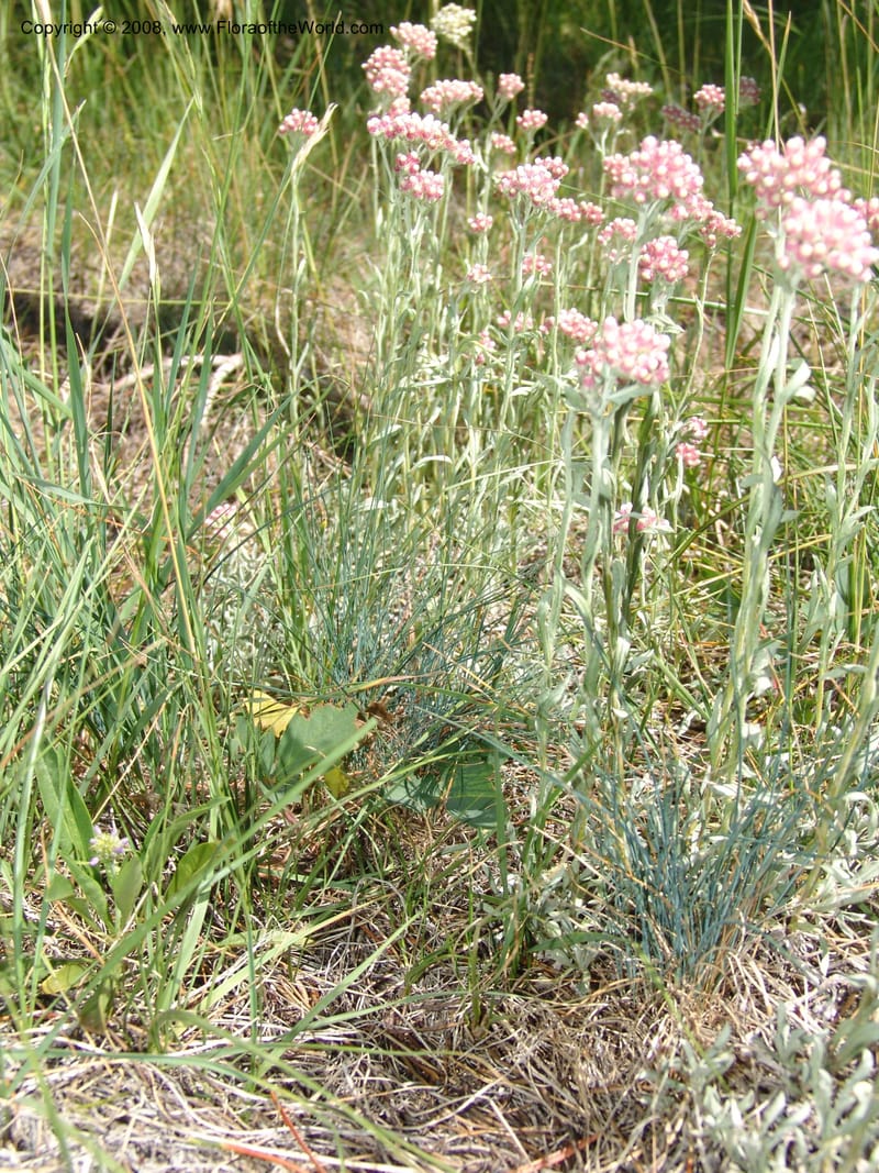 Antennaria rosea, CDavidson11091--ID. Idaho Co. Warren Wagon Rd., Sesesh Meadow. 8 Jul 07. 028.jpg