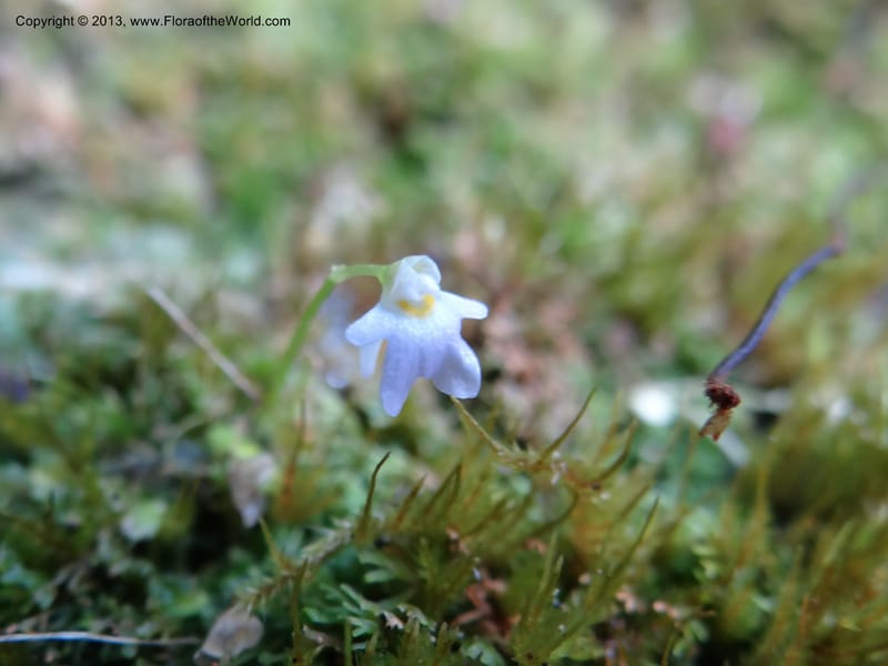 Utricularia, VC 5533--Thailand. Chiang Mai Prov. Doi Pha Hom Pok Nat. Park. 10 Nov 2012. DSC08349 (146).JPG