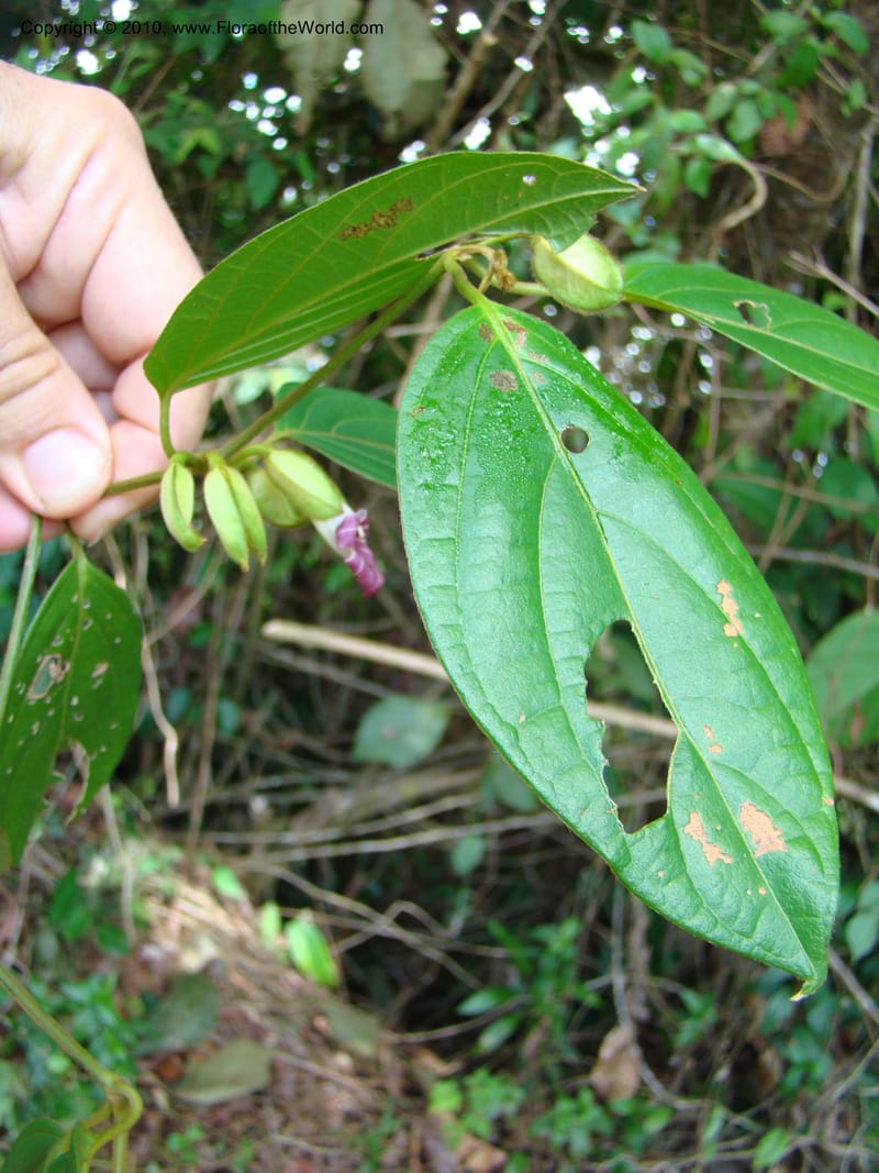 Mendoncia, RAguilar11157--Costa Rica. Puntar. P. Osa. Bahia Chal. 16 Apr 08. 045.jpg