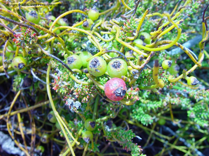 Cassytha filiformis--So. Africa. Cape Province. Table Mtn. 20 Nov 02. 023.jpg