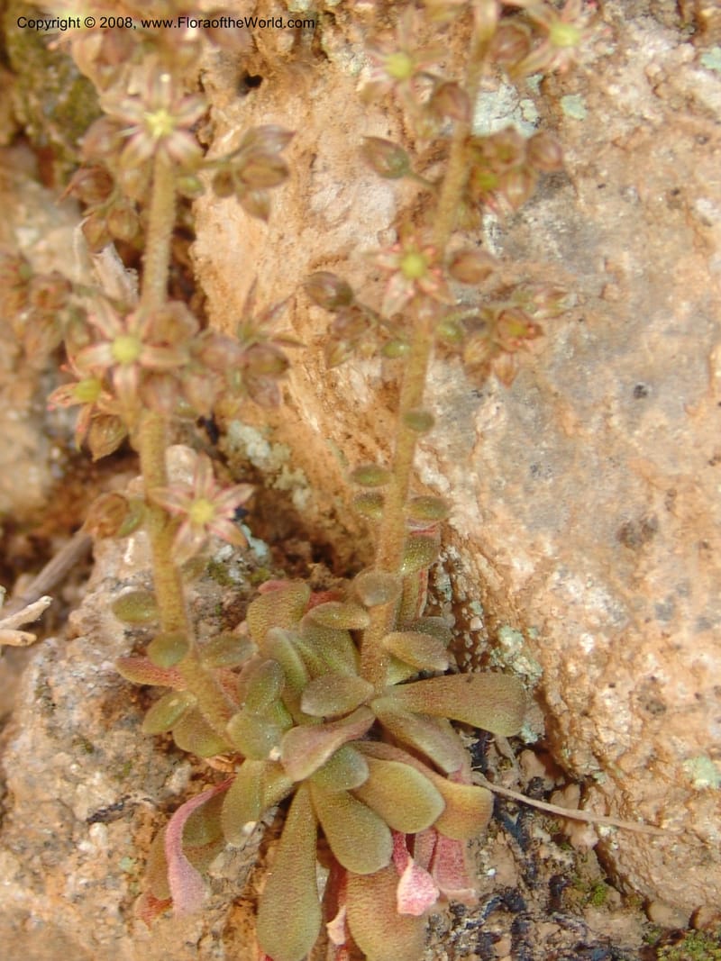 Sedum creticum v. monocarpicum--Crete. Samaria Gorge. 27 May 05. 145.jpg