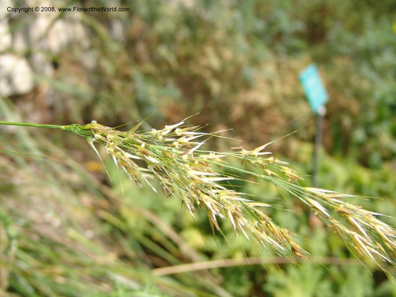 Stipa calamagrostis, S.43.1786--France. Paris. Jardin des Plantes. 4 Sep 07. 313.jpg