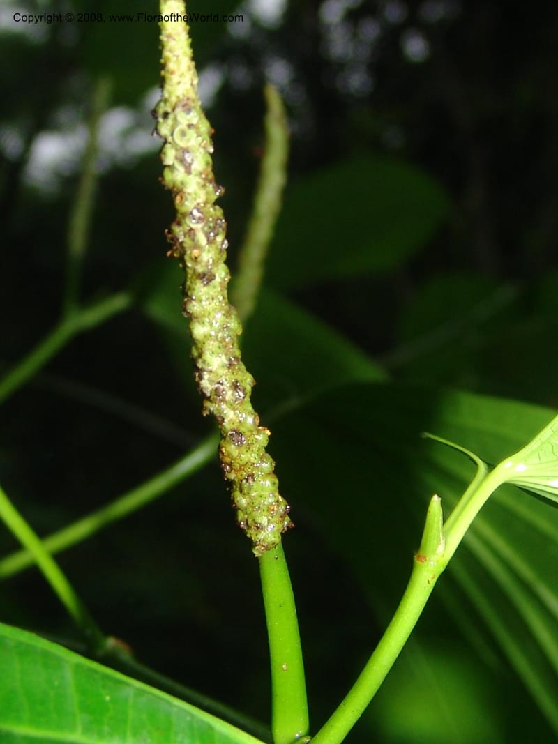 Piper reticulatum, AAraujoM1192--Bolivia. Pq. Nac. Madidi. Rio Tuichi, Rudidi Cr. 28 Nov 04. 242.jpg