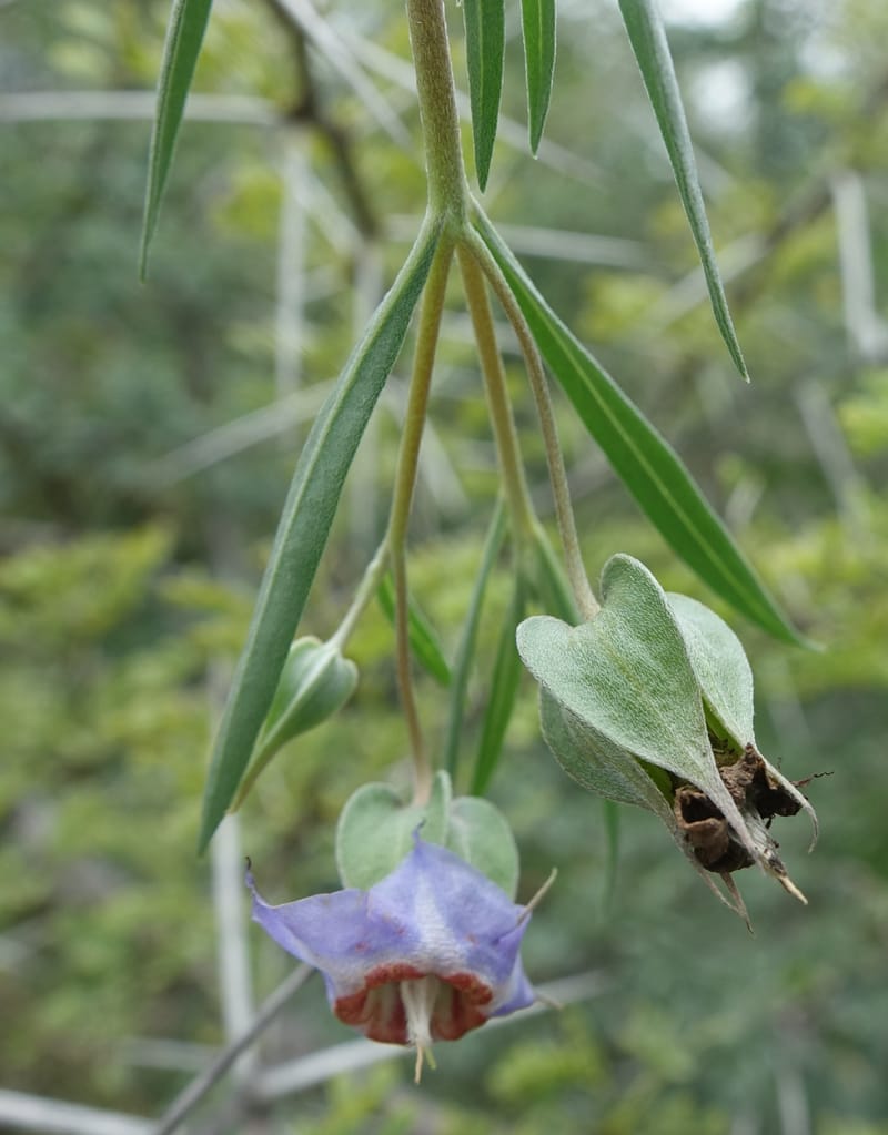 Trichodesma angustifolium, L. Nanyeni 1286--Namibia. Hwy 3031. Odom 155. 31 Mar 2018. DSC04738 (31).JPG