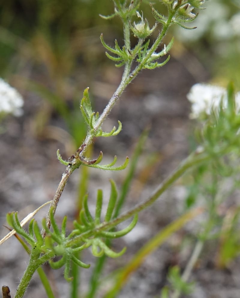 Eremosyne pectinata, Davidson, C 13494--Australia. W. A. Two People's Bay Nat. Res. 29 Oct 2016. DSC06475 (13).JPG