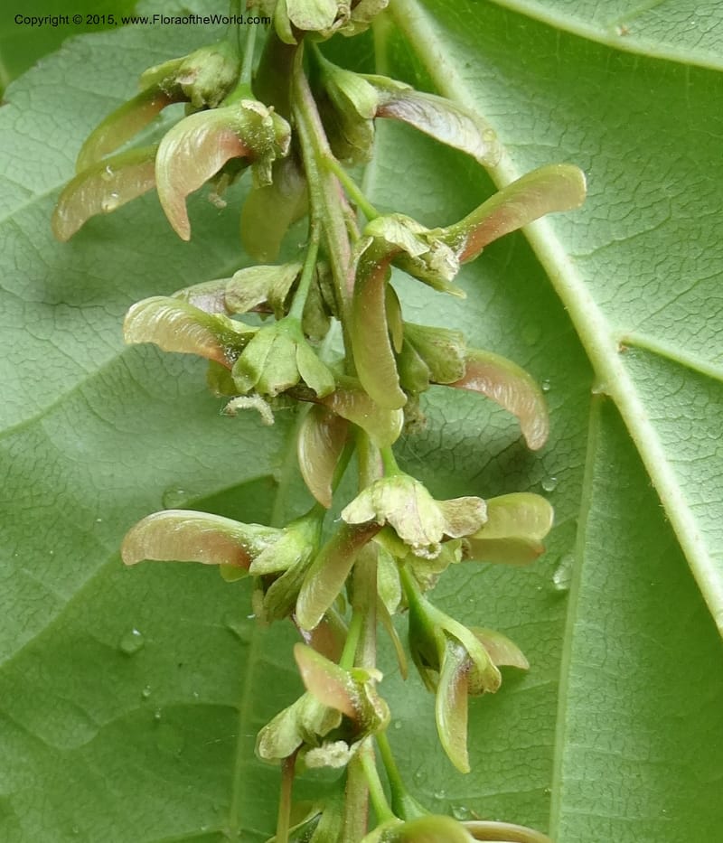 Acer davidii, Boufford, D 43630--China. Sichuan. LiXian. MiYaLuo. 9 May 2014. DSC04513 (179).JPG