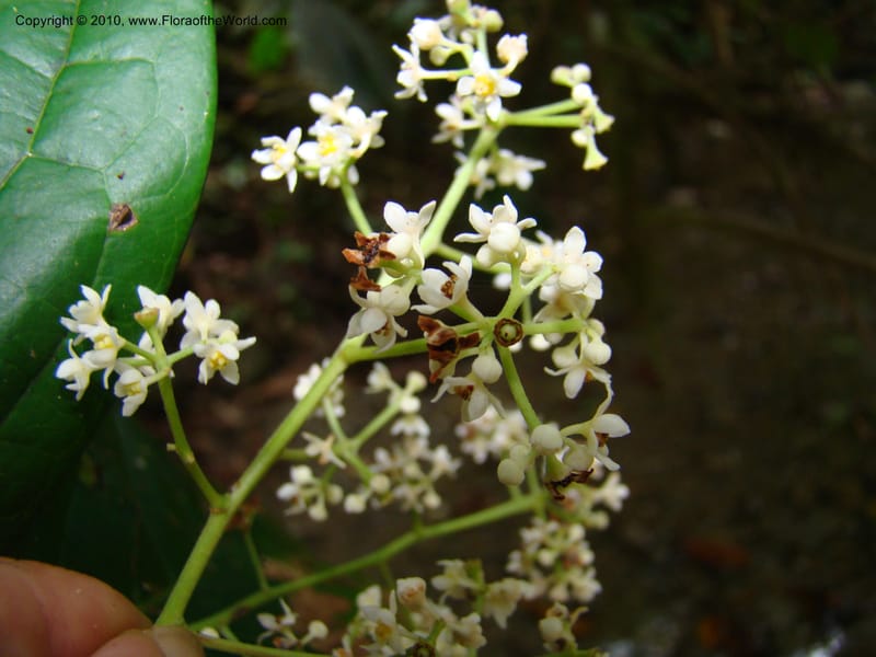 Nectandra purpurea, B. Hammel 24683--Costa Rica. Prov. Limon. Selva Bananito Lodge. 13 Apr 08. 229 (2).jpg