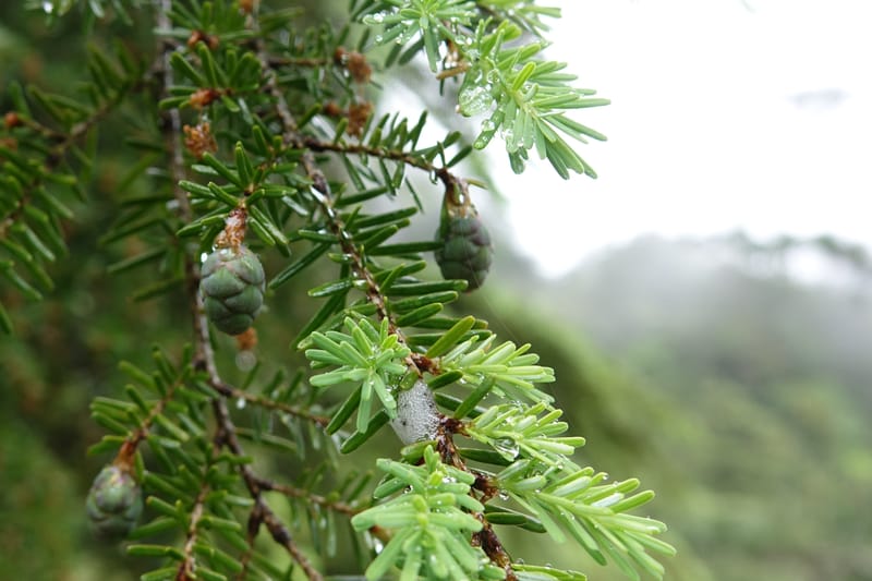Tsuga chinensis, Tseng Yu-Hsin 1332--Taiwan. Taroko Nat. Park. Mt. Bilu Trail. 21 May 2016.  (176).JPG