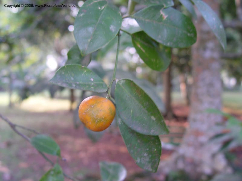Citrus inchangensis--Ghana. Aburi Botanic Garden. 13 Dec 03. 035.jpg
