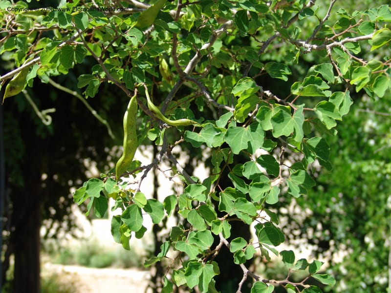 Bauhinia congesta--TX. Johnson Wildflower Center. 13 Jun 04. 002.jpg