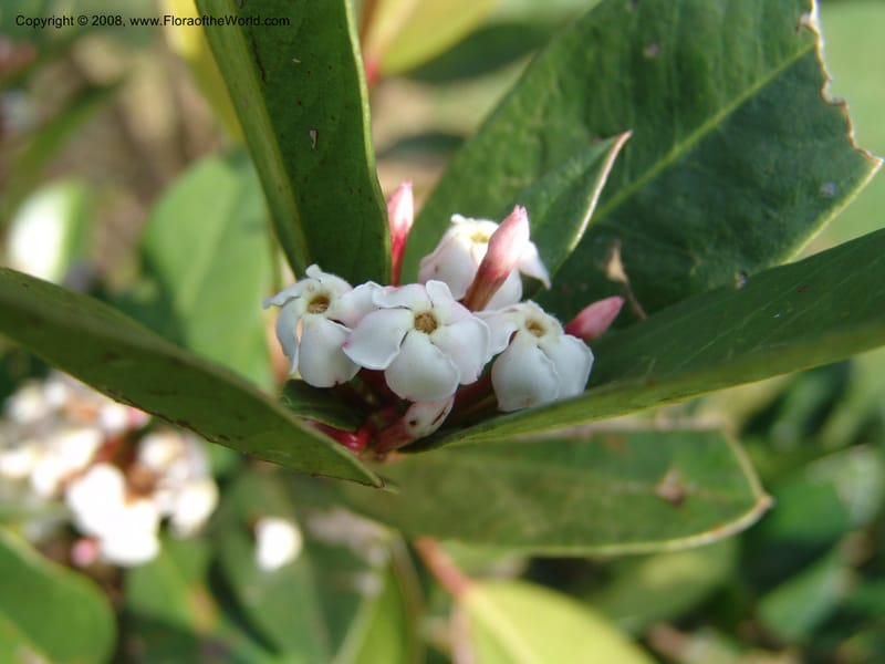 Acokanthera oppositifolia--Kenya. Brooks Bond Tea Estate, Kericho. 10 Jul 04. 166.jpg