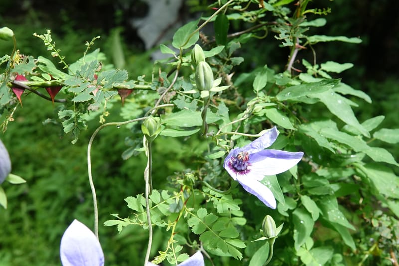 Codonopsis, C. Davidson 13768--China. Sichuan. Yibailingba-gou. 12 Aug 2017. DSC04660 (81).JPG