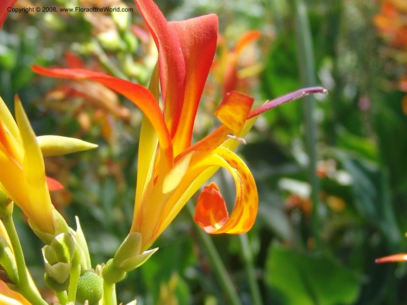 Canna patens--CA. Quail Botanical Garden. 9 Apr 05. 181.jpg
