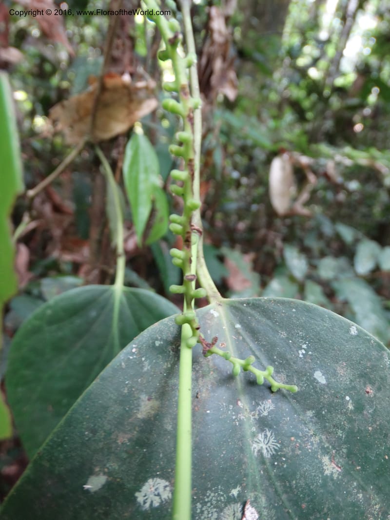 Piper, Davidson, C 12675--Sabah. Danum Valley. 4 Oct 2014. DSC01741 (223).JPG