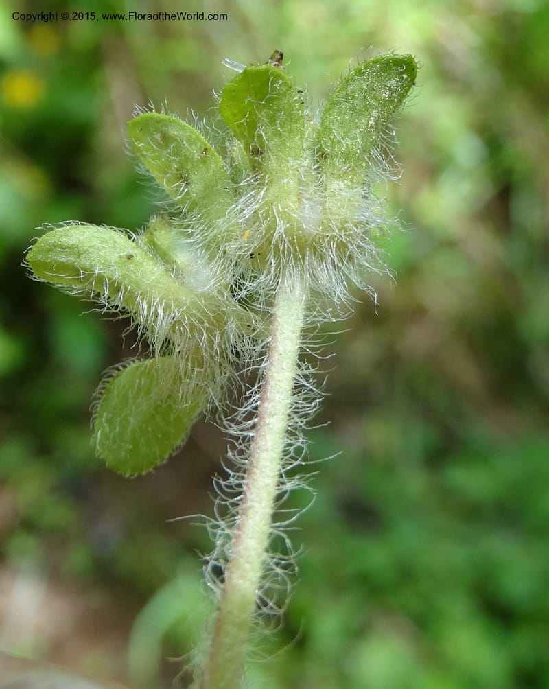 Chrysogonum virginianum, Davidson, C 13044--South Carolina. Oconee Co. Brasstown Cr. 19 May 2015. DSC06413 (25).JPG