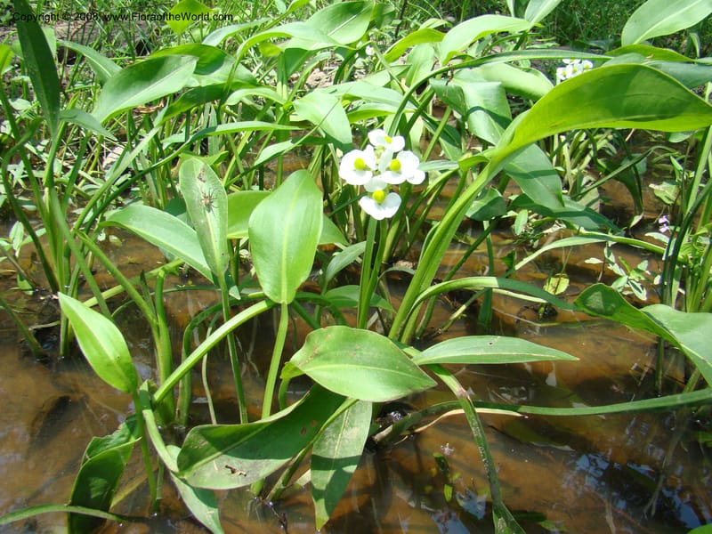 Sagittaria, CDavidson11150--TX. Lee Co. Clear Cr., near Leo. 25 Apr 08. 002.jpg