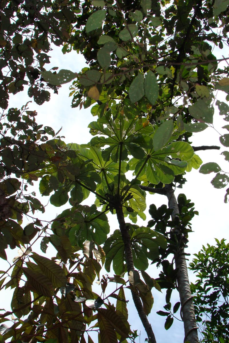 Cecropia peltata, Phillipson 6117--Madagascar. Prov. Fianarantsoa. Manombo Nat. Park. 13 Jan 09. 077 (6).jpg