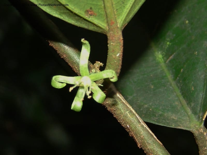 Leptonychia melanocarpa, Leal, M 1132--Gabon. Prov. Ogooue-Ivindo. Res. Lope. Sommet Main. 19 Apr 06. 060 (1).jpg