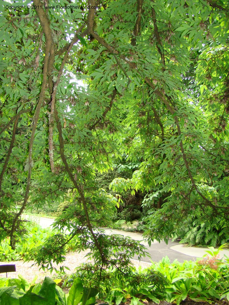 Acer mandschuricum, 7144-0050-1973--Canada. BC. Univ. BC Bot. Garden. 27 Jul 08. 222.jpg