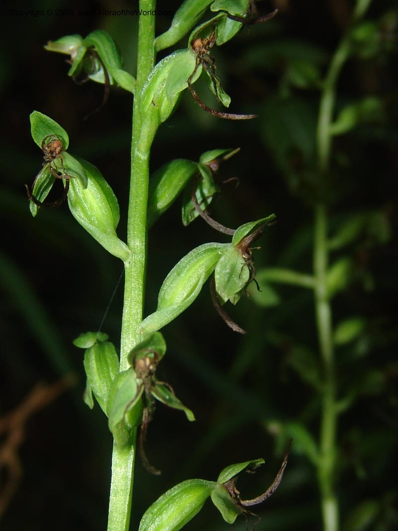 Habenaria malacophylla--So.Africa. Mpumal. Moodie Mts.  18 Mch 05. 447.jpg