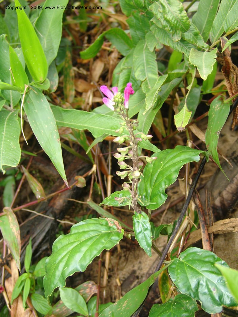 Scutellaria, DNeill15710--Ecuador. Prov. Zamora Ch. Rio Nangaritza ca Las Orquideas. 15 Sep 07. 052.jpg