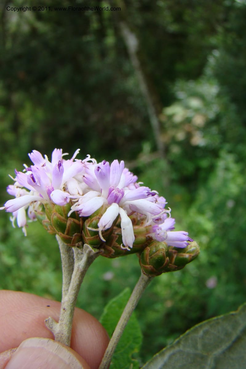 Vernonia, Phillipson 6129--Madagascar. Prov. Fianarantsoa. Hwy to Tana. 15 Jan 09. 044 (2).jpg