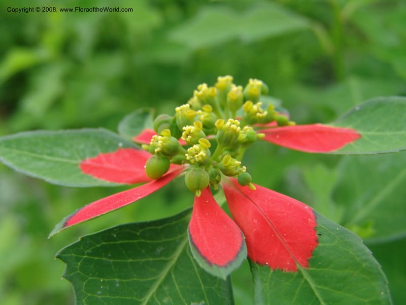 Euphorbia cyathophora--TX. Johnson Wildflower Center. 14 Jun 04. 002.jpg