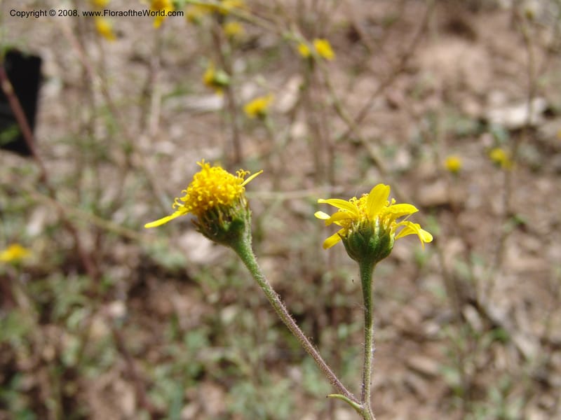 Bahia dissecta--AZ. Arboretum at Flagstaff. 3 Sep 04. 195.jpg