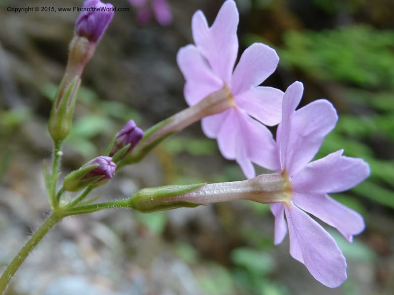 Primula polyneura, Boufford, D 43609--China. Sichuan. ShaShiDuo. 8 May 2014. DSC04232 (81).JPG