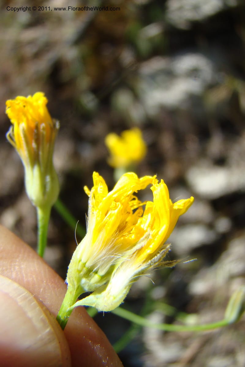Crepis atrabarbata, C. Davidson 11389--IIdaho. Idaho Co. Salmon River. Shepp Ranch. 28 May 2009. 189.jpg
