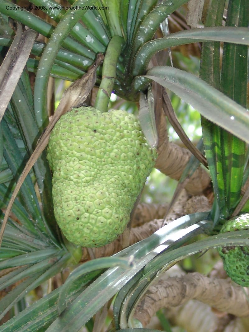 Pandanus--Madag. Antananarivo. Parc Bot. Zool. Tsimbazaza. 25 Jan 06. 108.jpg