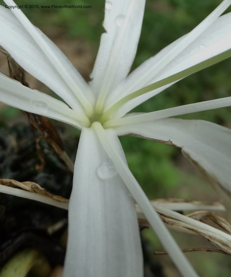Crinum natans, Elias Ndive 189--Cameroon. Kumba River, Kumba. 23 Mar 2014. DSC03541 (16).JPG