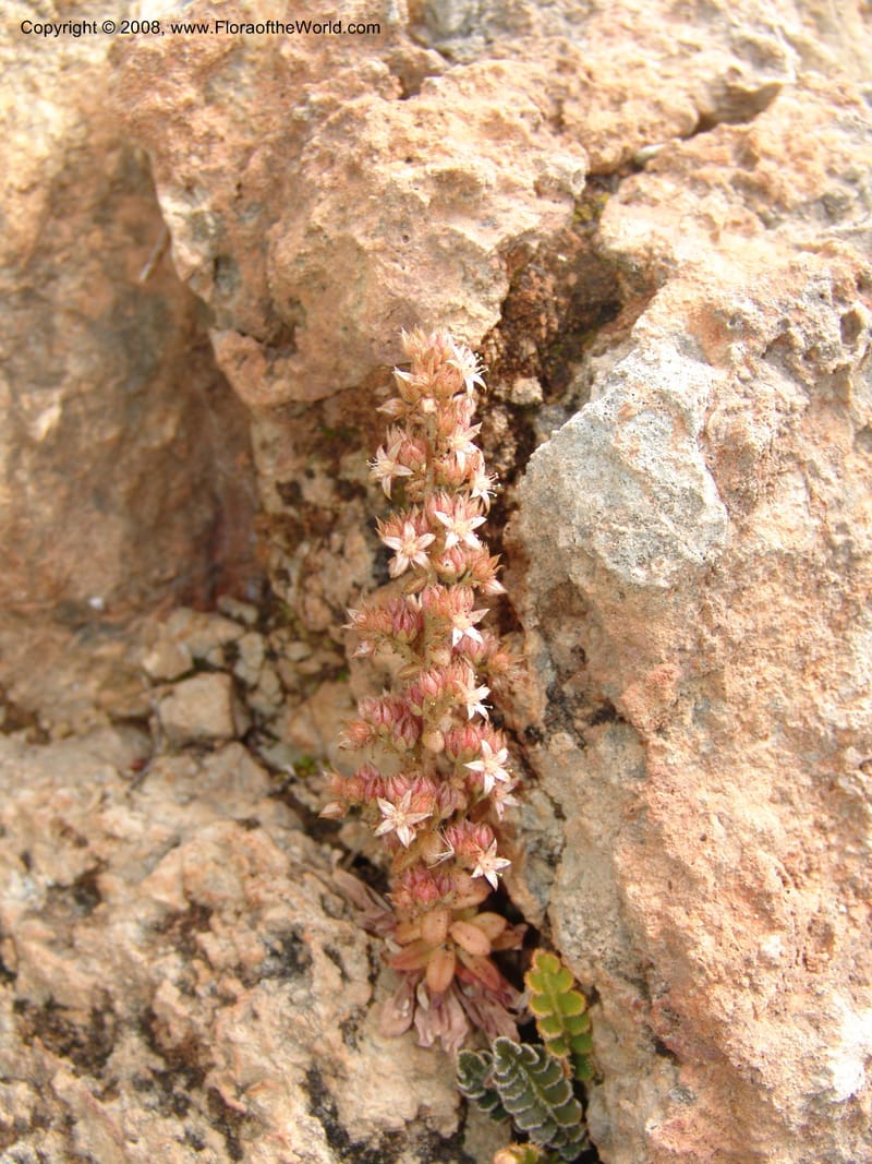 Sedum creticum v. monocarpicum--Crete. Imbros Gorge. 29 May 05. 020.jpg