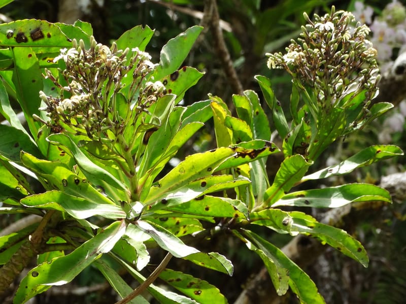 Scaevola floribunda, Lowry, P 7328--Fiji. Delaikoro Mtn. 3 Nov 2015. DSC08393 (186).JPG