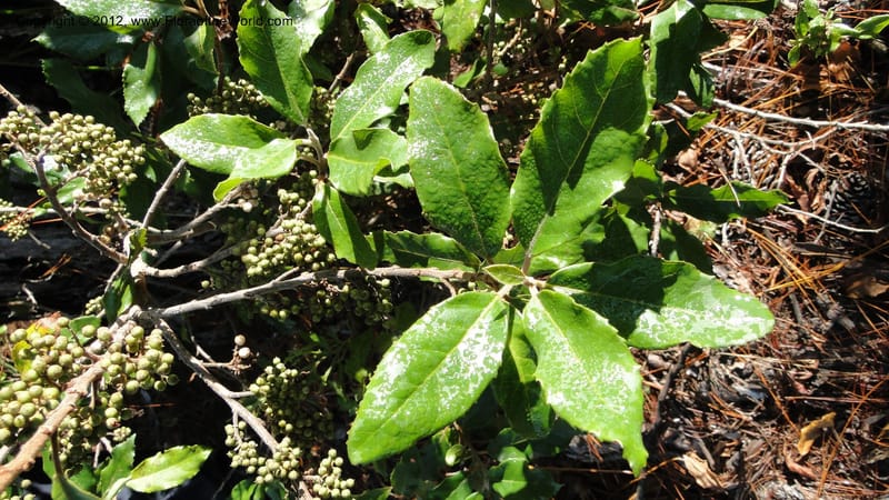 Maesa lanceolata, N. Manjato 161--Madagascar. E of Ambositra toward Antoetra. 2 May 2010 003 (1).jpg