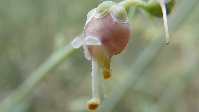 Scrophularia xanthoglossa, A. G. Miller 120.A12--Iraq. Kurdistan. Shakh-i Pira Magun. 9 June 2010. 206 (6).jpg