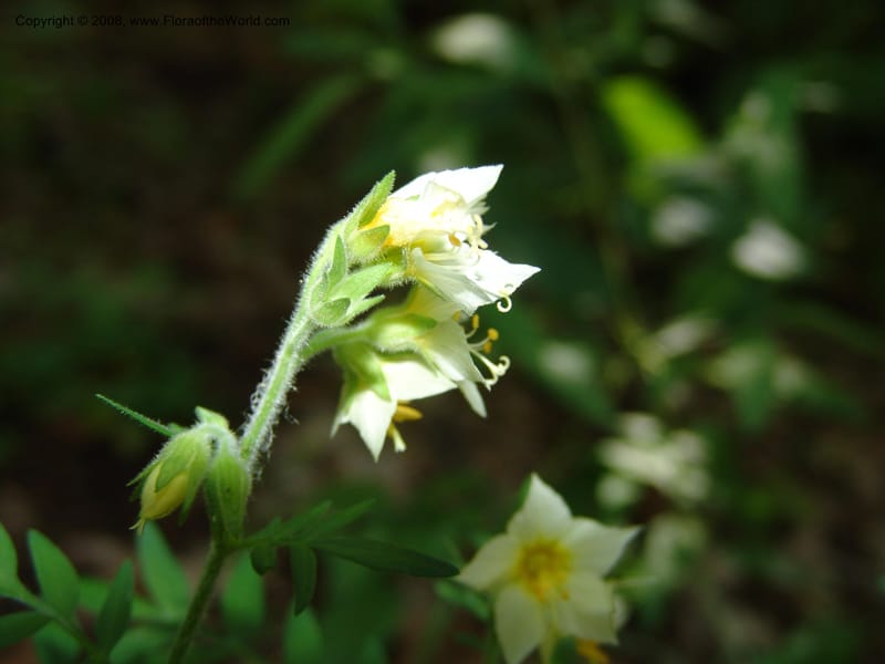 Polemonium foliosissimum v. flavum--AZ. Coconino Co. Oak Cr Canyon. W Fork Trail 108. 4 Sep 04. 130.jpg