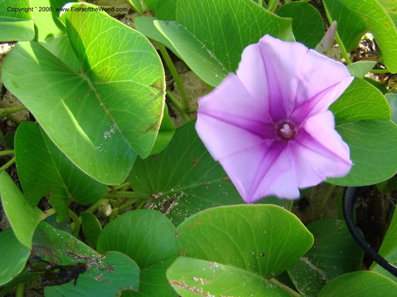 Ipomoea pes-caprae, WDStevens27205--Nicaragua. RAAS. Corn Island, Sally Peachy. 13 Jun 08. 004.jpg