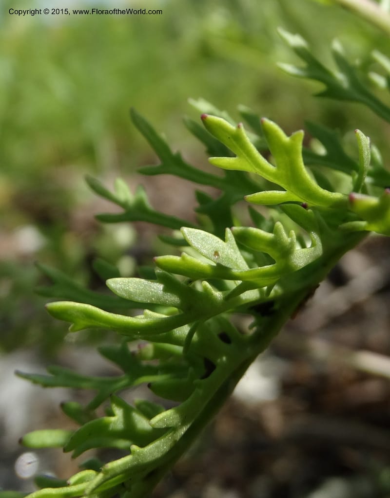 Packera millefolium, Davidson, C 13000--North Carolina. Macon Co. Slick Rock. 14 May 2015. DSC05505 (50).JPG