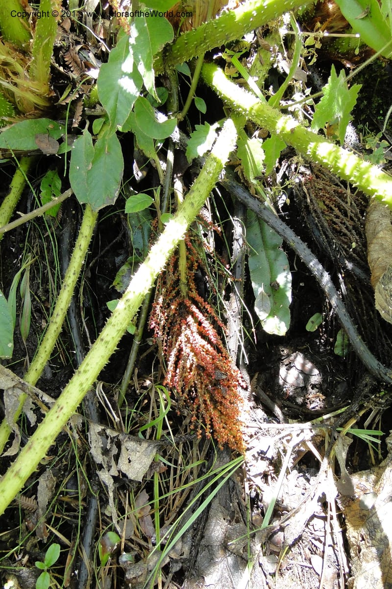 Gunnera brephogea, Ulloa 2180--Ecuador. Pichincha. Reserva Yanacocha. 11 Jun 2011. 311 (39).jpg