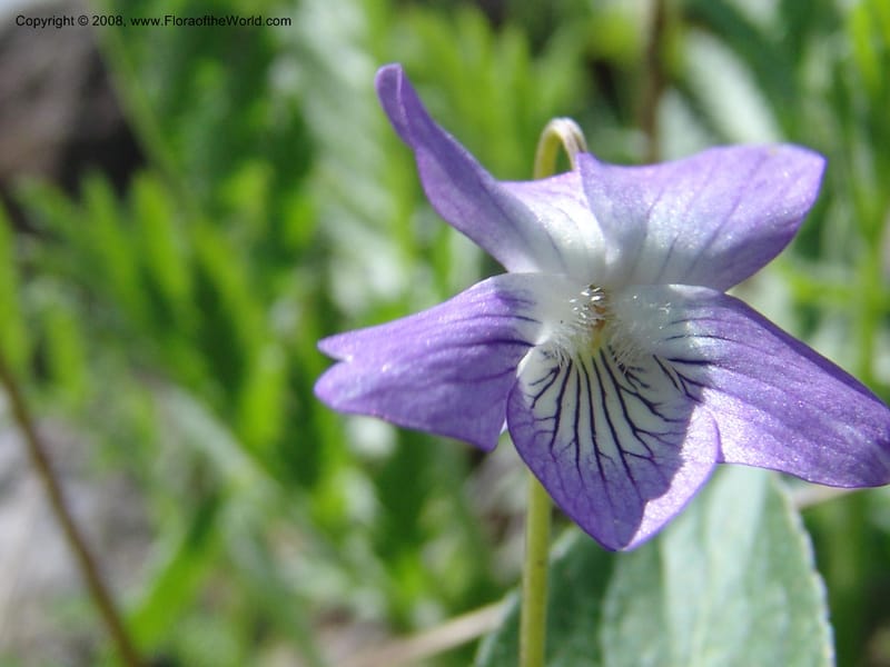 Viola somchetica--Georgia. Kazbeki . Trail-road to Sameba Church. 2 Jun 05. 046.jpg