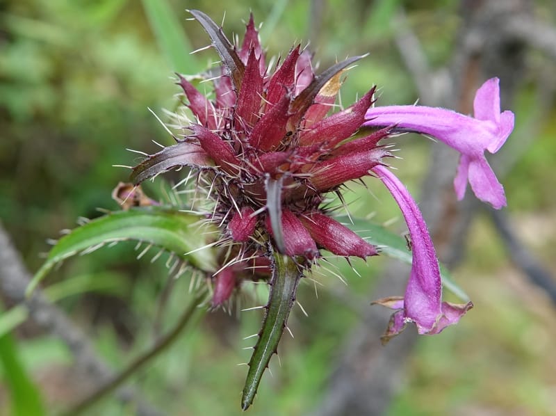 Acanthocalyx delavayi, C. Davidson 13737--China. Yunnan. Zhongdian Xian. 9 Aug 2017. DSC03874 (155).JPG