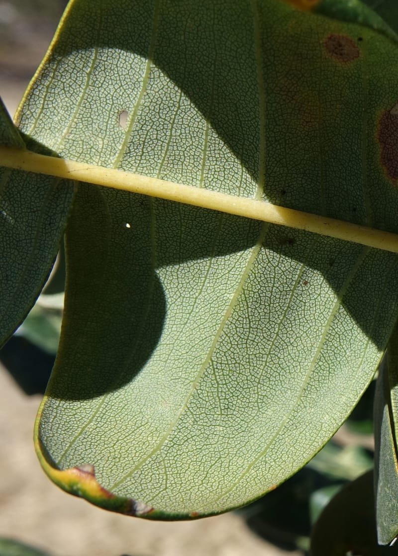 Banksia grandis, Not collected--Australia. W.A. Koondoola Bushland. 22 Oct 2016. DSC03457 (275).JPG
