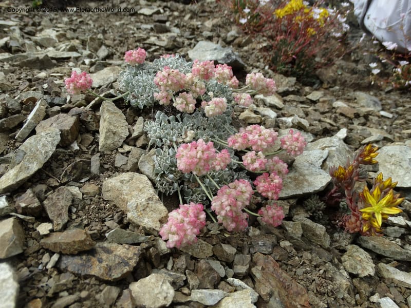 Eriogonum ovalifolium var. nivale, Davidson, C 12594--ID. Idaho Co. Seven Devils Camp Ground. 15 Jul 2014. DSC00113 (243).JPG