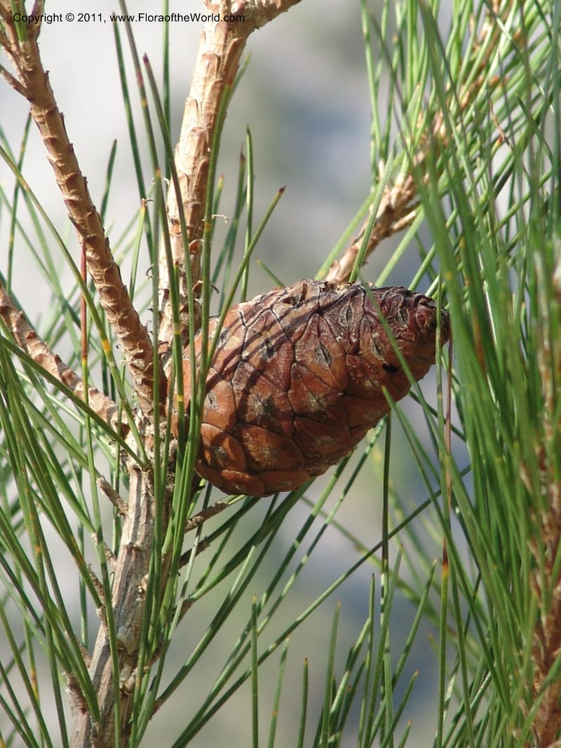 Pinus halapensis ssp brutia--Crete. Samaria Gorge. 27 May 05. 031.jpg